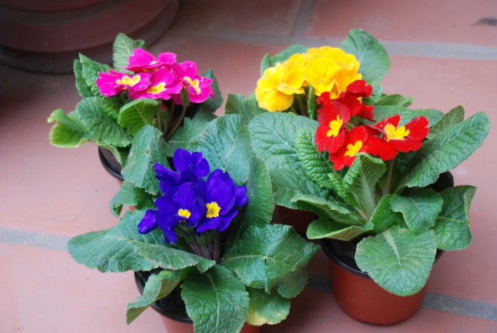 Hoa báo xuân có tên khoa học là Primula malacoides. Đây là loài hoa tuyệt đẹp của mùa xuân, nở từ trước Tết đến tháng 3 – 4 năm sau. Ảnh: blogcaycanh.