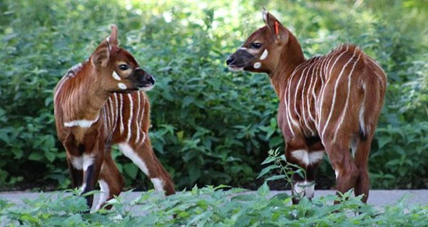 Linh dương Bongo hiện đang được xếp vào nhóm sắp bị đe dọa trong Sách Đỏ IUCN, với số lượng cá thể đang trên đà suy giảm là 30.000. Ảnh: khoahoc.