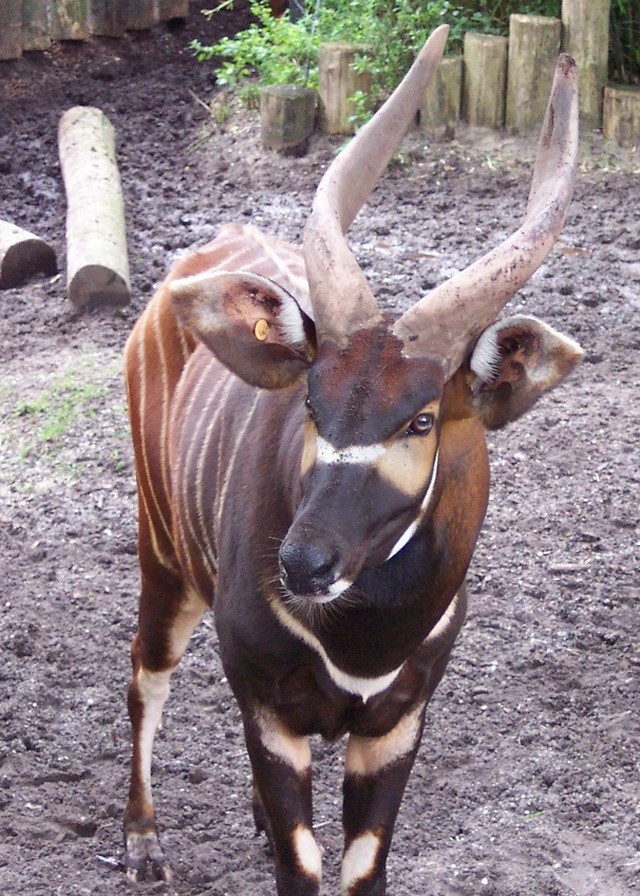 Linh dương Bongo có tên khoa học là Tragelaphus eurycerus. Loài linh dương này thường sống đơn độc, kiếm ăn và di chuyển một mình. Ảnh: wikimedia.