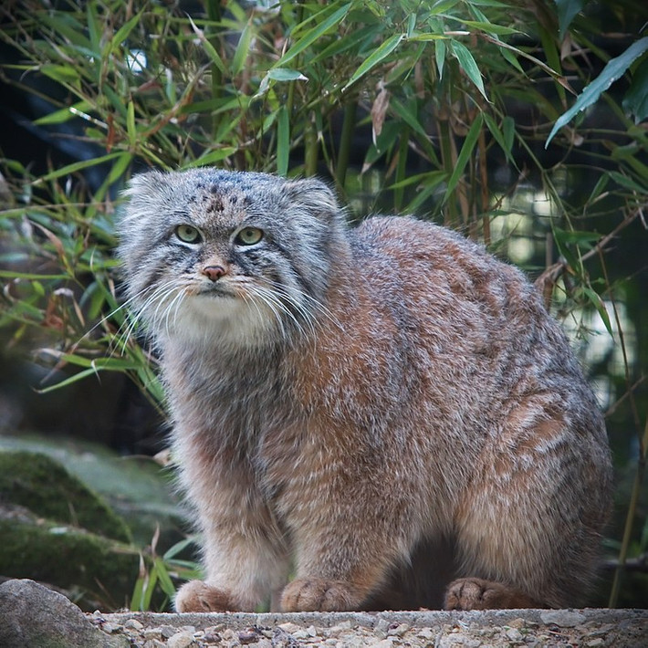 Mèo Pallas có tên khoa học là Otocolobus manul. Đây là loài mèo rừng có kích thước tương tự như mèo nhà, thân có chiều dài từ 46cm - 65cm, đuôi dài từ 21cm - 31cm, nặng từ 2,5kg - 4,5kg. Ảnh: wikipedia.