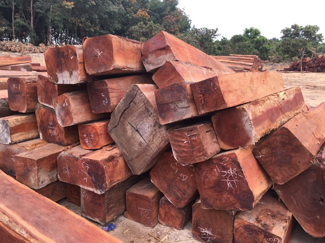 Cây kiền kiền cho gỗ quý. Gỗ kiền kiền cứng, thớ mịn, cực kỳ bền ngoài không khí, chịu mối mọt và chịu nước rất tốt nên được ứng dụng trong nhiều ngành nghề khác nhau đặc biệt là trong thiết kế nội thất. Ảnh: skyhome.