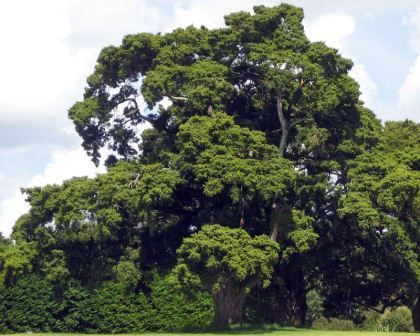 Cây kiền kiền rất nhạy cảm với hóa chất làm trụi lá nên trong chiến tranh Việt Nam trước đây bị chết hàng loạt do hóa chất trong chiến tranh. Ảnh: noithatno1.