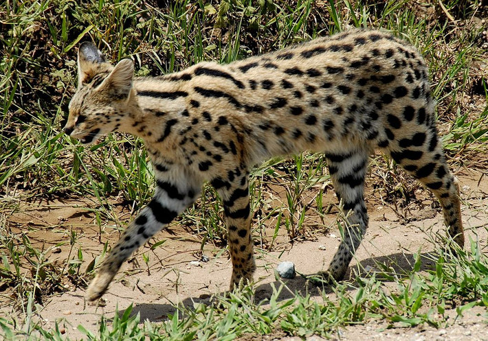 Linh miêu đồng cỏ có tên khoa học là Leptailurus serval. Đây là loài mèo hoang dã phân bố tại châu Phi, lần đầu tiên được mô tả năm 1776. Ảnh: wikimedia.