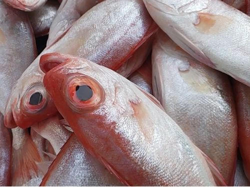 Toàn thân cá bã trầu có màu đỏ hoặc hồng nhạt, nặng khoảng từ 150-200 gram trở lên, mình dẹp, miệng rộng, mắt to tròn. Ảnh: fizz.