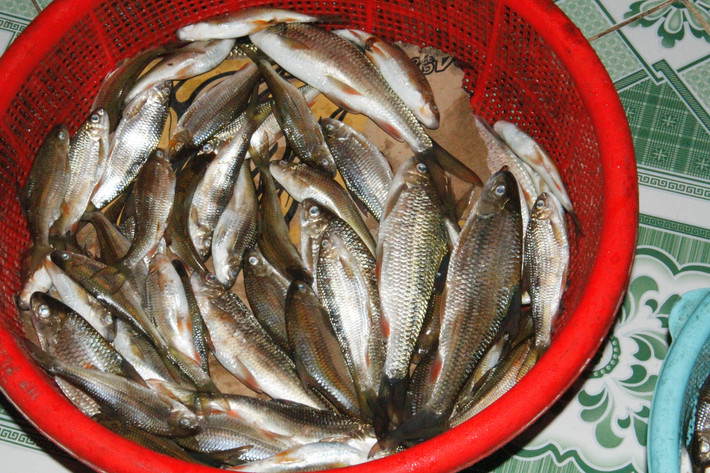 Thịt cá niên trắng, thơm, không tanh, xương rất cứng và có nhiều xương hom. Ruột của cá niên rất đắng. Ảnh: thanhnien.