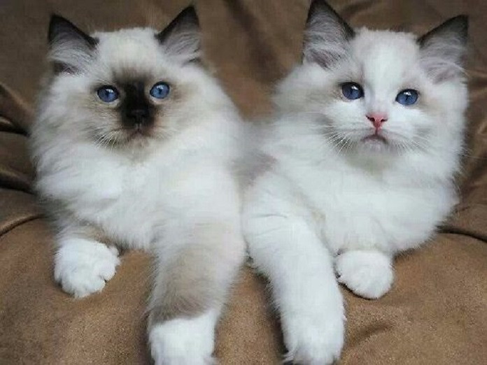 Bên cạnh bộ lông sang trọng và thân hình to lớn, mèo Ragdoll còn được biết đến với đôi mắt xanh sáng vô cùng tuyệt đẹp. Ảnh: trumboss.