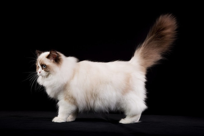 Màu sắc lông của mèo Ragdoll là sự kết hợp của nhiều màu như xanh, socola, màu hoa cà, màu đỏ và màu kem. Ảnh: thukieng.
