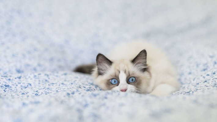 Mèo Ragdolls có xu hướng quan tâm đến con người nhiều hơn một số giống mèo khác. Ảnh: thegioidongvat.