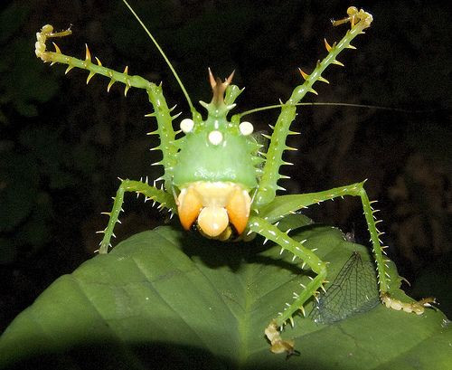 Châu chấu nhím hay châu chấu voi đầu nhọn có tên khoa học là Panacanthus cuspidatus. Loài châu chấu này sống ở khu vực rừng Amazon. Ảnh: thiennhien.