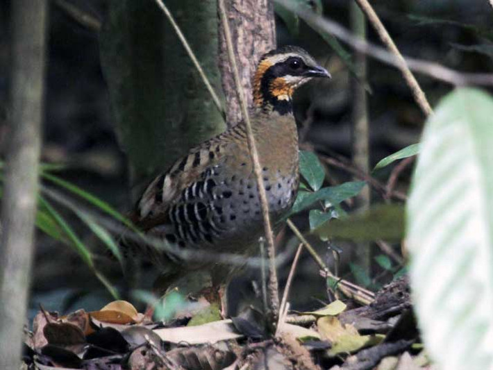 Gà so cổ hung sinh sản vào giữa xuân đến gần cuối hè. Ảnh: birdwatchingvietnam.
