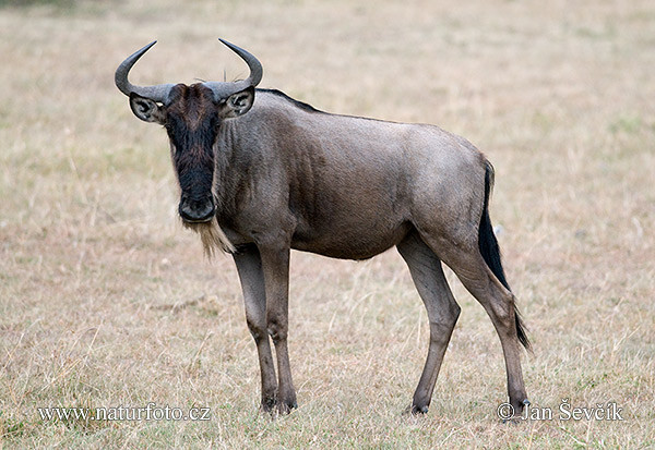 Linh dương Wildebeest thường di chuyển thành đàn lớn để gây khó khăn cho kẻ săn mồi. Ảnh: naturephoto.