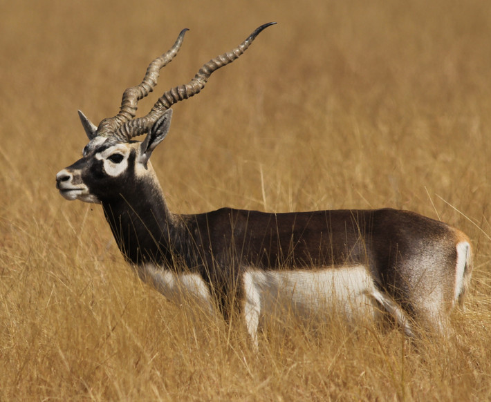 Linh dương Blackbuck có nguồn gốc từ Ấn Độ. Đặc trưng của loài này là đôi sừng xoắn dài có hình chữ V. Ảnh: wikimedia.