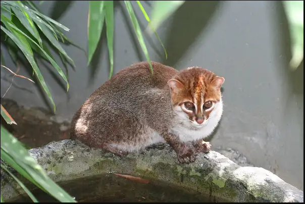 Mèo đầu phẳng có tên khoa học là Prionailurus planiceps. Loài mèo rừng quý hiếm này phân bố ở bán đảo Mã Lai-Thái, Borneo và Sumatra. Ảnh: lostbird.