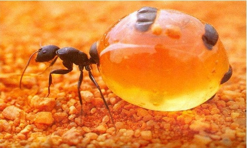 Kiến mật có chiếc bụng căng phồng như những quả nho. Đây chính là nơi nhồi thực phẩm dưới dạng thức ăn dự trữ để bảo đảm sự sống cho cả đàn vượt qua những thời điểm khó khăn, khô hạn. Ảnh: giaoduc.