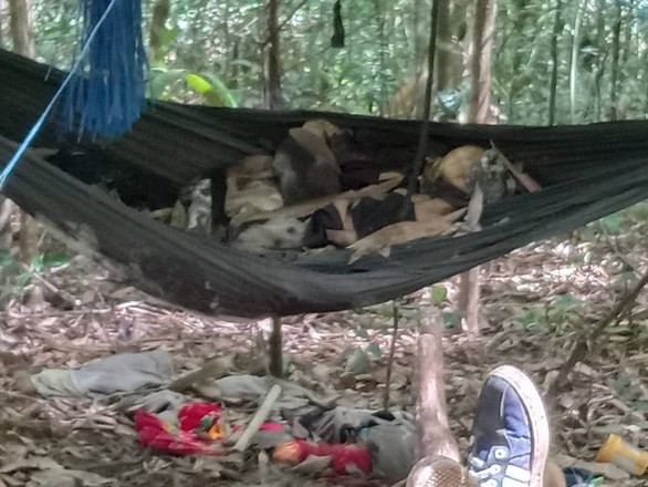 Phát hiện 2 thi thể trơ xương trong rừng: Tại khu vực rừng giáp ranh giữa Gia Lai với Kon Tum, người dân địa phương trong khi đi rừng hái măng đã phát hiện hai bộ xương khô nằm trên võng được mắc dưới tán cây. Theo nhận định ban đầu, nạn nhân chết trước đó khoảng 7 - 8 tháng, không phải là người dân địa phương.