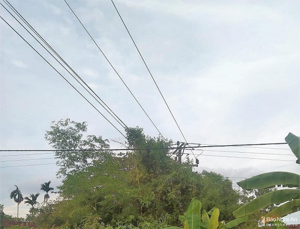 Chặt cần câu gần đường dây điện, nam sinh lớp 10 bị điện giật tử vong: Trưa 5/8, chính quyền xã Tân Thành, huyện Yên Thành cho biết, trong lúc ra khu vực gần đường điện để chặt cành hóp làm cần câu, cháu T.V.B. (SN 2007, trú tại xóm Tân Nhân, xã Tân Thành) không may bị điện giật tử vong. Do ngọn cây ở gần khu vực đường điện nên trong lúc chặt, cháu B. không may bị điện giật tử vong.