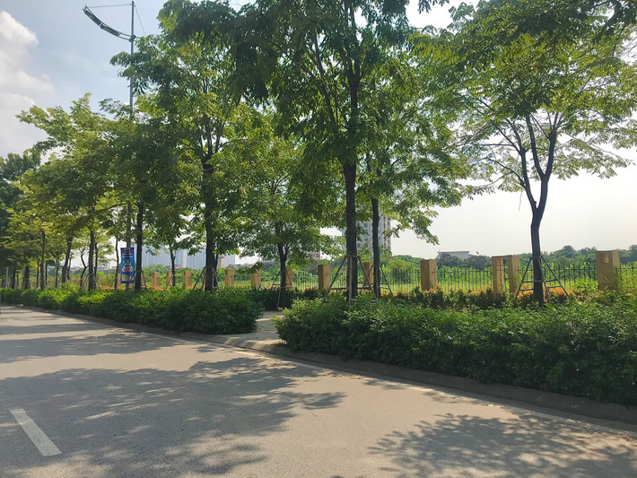 Những cây giáng hương cao khoảng 5m, đường kính hơn 30cm và tán rộng vài m2 được trồng thay thế hàng cây xà cừ cũ.