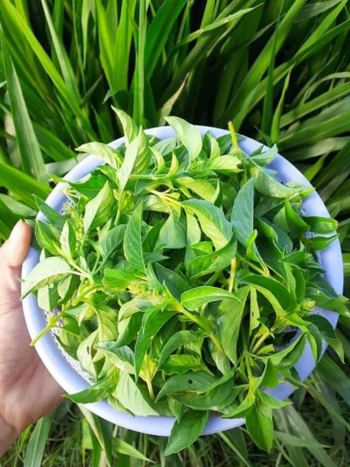 Lá é thuộc họ húng quế, có mùi thơm giữa mùi chanh và sả nên có nơi gọi là rau thơm sả