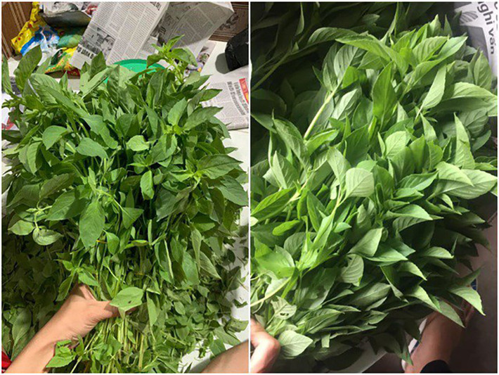 Lá é gần giống với lá rau húng quế nên nhiều người nhầm lẫn, để phân biệt người ta dựa vào đặc điểm hoa và thân é có màu trắng và có lông