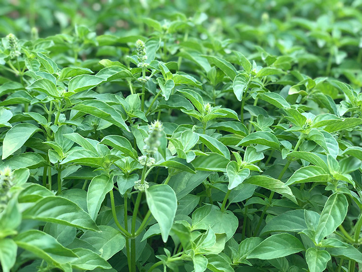 Lá é còn có nhiều tên gọi khác như é trắng, húng quế trắng, húng quế lông, tiến thực...