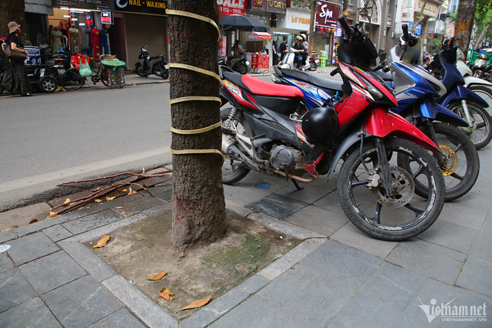 "Do một số cây con mọc lên từ gốc cây khiến chuột, chó, mèo... thường xuyên ra bới đất và phóng uế, nên bịt lại để sạch sẽ hơn", một người đàn ông nói.