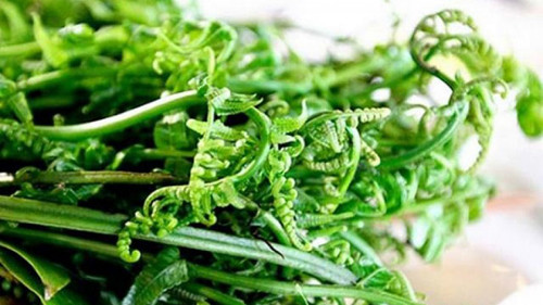 Thế nhưng, các học giả từ Đan Mạch và Nhật Bản đã phân lập được một chất gây ung thư có tên protopteroside từ rau dớn. Năm 1987, Tổ chức Y tế Thế giới WHO cũng đã kê rau dớn là loại rau chứa chất gây ung thư loại 2B.