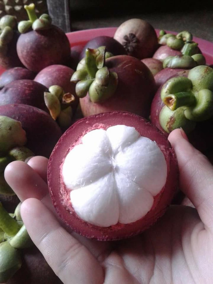 Tương tự, măng cụt cũng chứa vô vàn chất dinh dưỡng tốt cho sức khỏe như vitamin như B1, C, chất đạm, chất béo, chất xơ, canxi, phốt pho, sắt… Ảnh: nongsandungha.