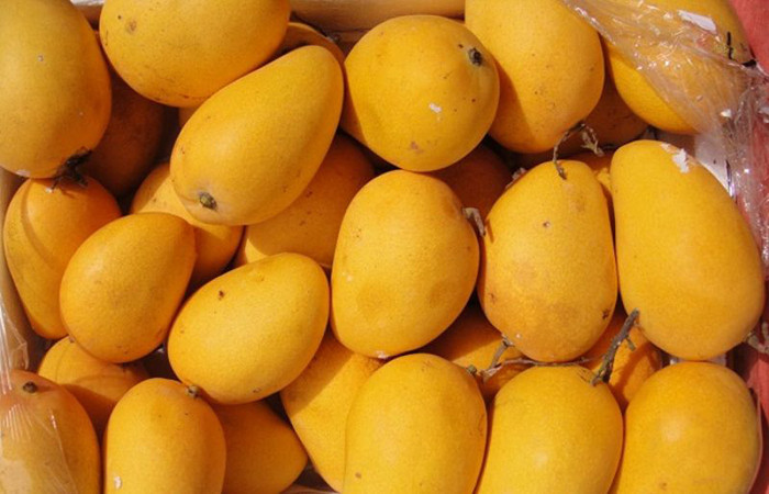 Chiết xuất ethanol trong hạt xoài có tác dụng chống đông, ngăn ngừa tế bào ung thư phát triển, giảm nguy cơ mắc ung thư vú ở phụ nữ. Ảnh: phuyen78.