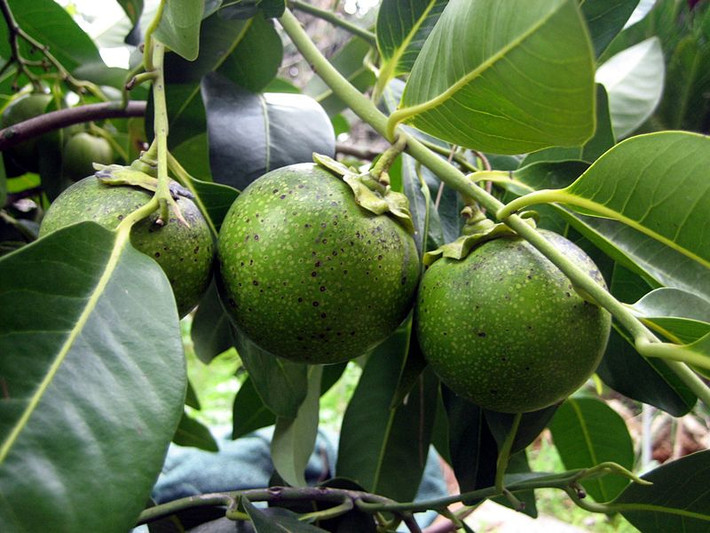Hồng đen chứa rất nhiều kali. Đây là khoáng chất thiết yếu hỗ trợ quá trình điều chỉnh cân bằng chất lỏng, co thắt cơ tim cùng các tín hiệu của hệ thần kinh. Ảnh: lushplants.