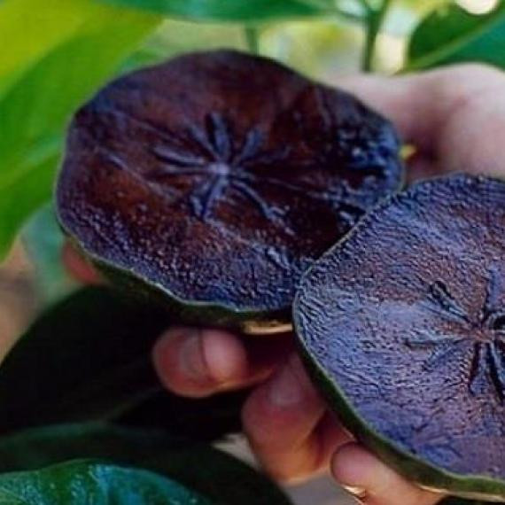 Đặc biệt, trong hồng đen còn chứa nhiều chất xơ giúp cải thiện hệ tiêu hóa và ngăn ngừa bệnh táo bón. Ảnh: finedininglovers.