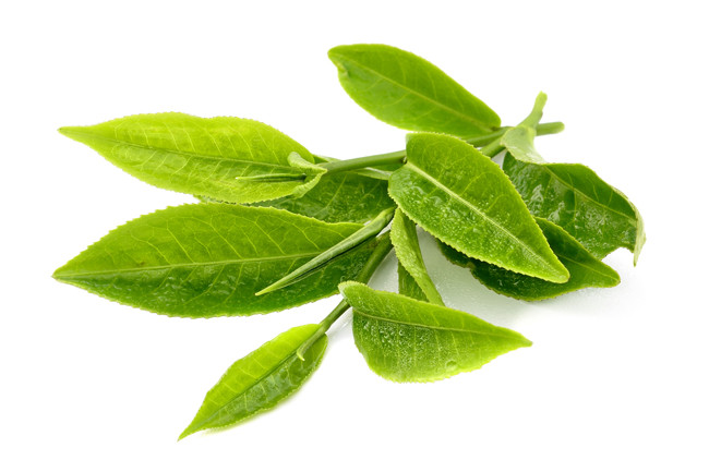 Bên cạnh đó, bạn có thể sử dụng lá trà xanh - loại thực vật giàu chất catechin, florua, axit tannic và các thành phần khác bổ trợ cho quá trình hình thành lớp men protein cứng bảo vệ cho răng. Ảnh: chebuptancuong.