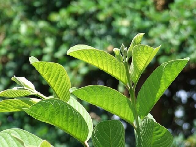 Khi bị ê buốt răng, bạn có thể sử dụng lá ổi. Đây được xem là bài thuốc truyền thống này đặc biệt hiệu quả trong việc chữa các cơn đau buốt do răng nhạy cảm gây ra. Ảnh: nilp.