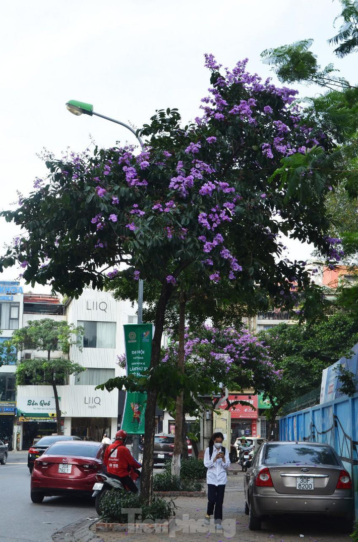 Ngoài phượng hồng, bằng lăng tím cũng được nhiều người gợi nhớ đến tuổi học trò. Trong ảnh, hàng bằng lăng tím biếc tại phố Nam Cao, sát cổng trường THPT Nguyễn Trãi.
