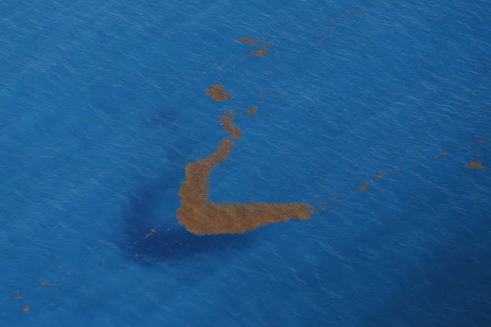 Quần thể tảo Sargassum nhìn từ trên không ngoài khơi biển Cancun, Mexico.
