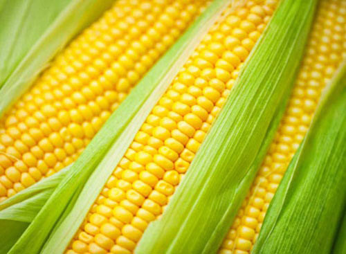 Ngô. Ngô chứa carbohydrate và có hàm lượng calo cao. Vậy nên, nếu ăn ngô hàng ngày, chắc chắn cân nặng của bạn cũng được cải thiện.