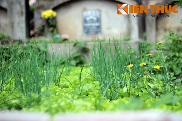 Nhiều hộ dân sống xung quanh khu vực đã tranh thủ tận dụng những ô đất trống ngay trong các nấm mộ để trồng rau (hành, xà lách, đậu...) phục vụ cho sinh hoạt hàng ngày.