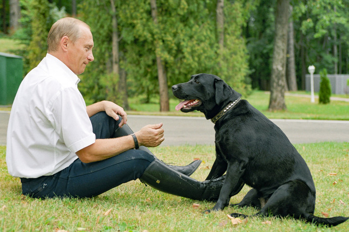 Chú chó Koni của Tổng thống Putin đã trở thành một ngôi sao nổi tiếng, thậm chí còn là nhân vật chính trong bộ truyện tranh trên tạp chí Ogonyok. Vào năm 2004, chú chó Labrador này còn được vinh danh qua cuốn sách "Những câu chuyện của Koni" do Irina Borisova biên soạn để dạy tiếng Anh cho trẻ em. Ảnh: Vladimir Rodionov/TASS