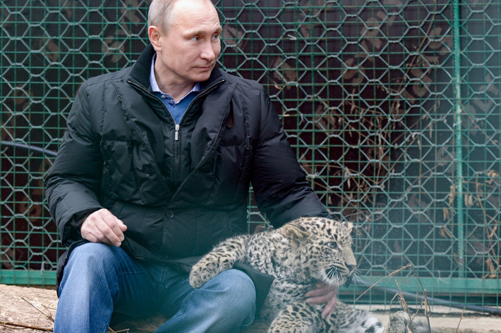 Năm 2009, Tổng thống Turkmenistan Gurbanguly Berdimuhamedov đã gửi tặng cho ông Putin hai con báo Trung Á. Ảnh: Alexei Nikolski/RIA Novosti.