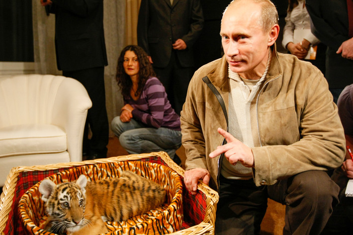 Năm 2008, ông Vladimir Putin, lúc đó là Thủ tướng Nga, đã nhận được một chú hổ con loài Ussuri hai tháng tuổi nhân dịp sinh nhật. Con hổ cái tên là Masha đã được chuyển đến Công viên Safari Gelendzhik. Ảnh: Alexei Nikolski/RIA Novosti