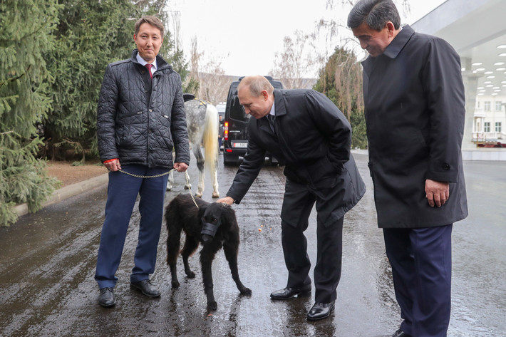Cùng năm, Tổng thống Kyrgyzstan Sooronbai Jeenbekov đã tặng Tổng thống Nga Putin một chú chó con tên Sherkhan thuộc giống Taigan địa phương (lai giữa chó săn thỏ và chó săn sói), trong chuyến thăm cấp nhà nước tới Bishkek. Ảnh: Mikhail Klimentiev/RIA Novosti