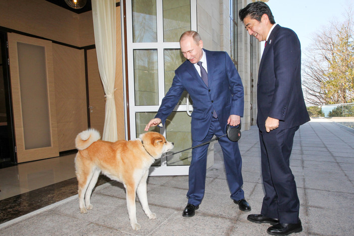 Năm 2012, Thống đốc tỉnh Akita của Nhật Bản, Norihisa Satake, đã gửi tặng Tổng thống Putin một chú chó Akita Inu ba tháng tuổi, được đặt tên là Yume. Món quà đặc biệt này là biểu tượng của lòng biết ơn sâu sắc từ Nhật Bản đối với sự hỗ trợ quý báu mà Nga đã dành cho họ trong việc khắc phục hậu quả sau trận sóng thần tàn khốc năm 2011. Ảnh: Zavrazin Konstatin/RG.