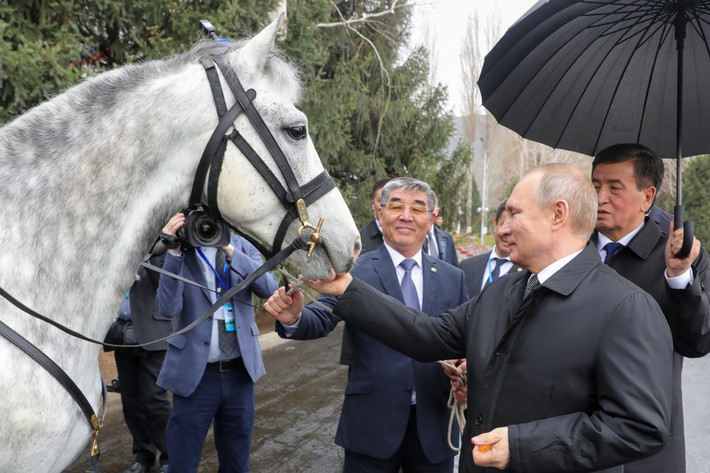 Tổng thống Nga Vladimir Putin đã nhận một món quà đặc biệt từ Tổng thống Kyrgyzstan Sooronbay Jeenbekov trong chuyến công du cấp Nhà nước tới Kyrgyzstan năm 2019. Đó là một chú ngựa nước kiệu Orlov Trotter. Chú ngựa này thuộc giống quý và được tặng kèm với một chú chó săn Taigan. Ảnh: Mikhail Klimentiev/RIA Novosti
