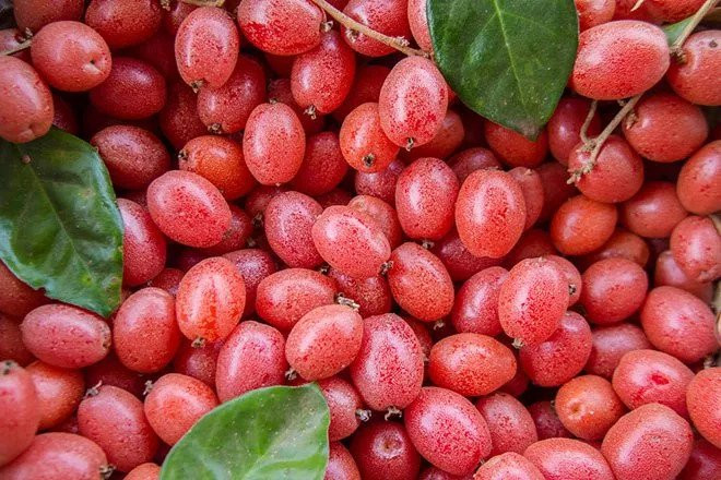 Quả nhót không chỉ là một loại cây ăn quả mà còn được dùng như một loại gia vị để nấu canh chua. Ảnh: Khoahoc.