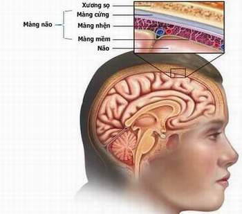 Ổ chứa vi khuẩn não mô cầu là ở người, do vậy nguồn lây bệnh chủ yếu là bệnh nhân viêm não mô cầu, và người lành mang vi khuẩn.