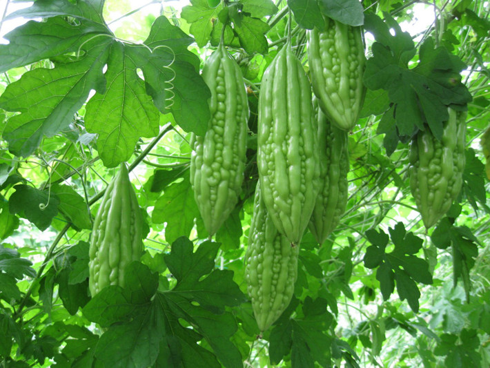 Do đó, người được chỉ định mổ nên ngừng ăn mướp đắng ít nhất 2 tuần trước và sau thời gian phẫu thuật dự kiến. Ảnh: vccloud.