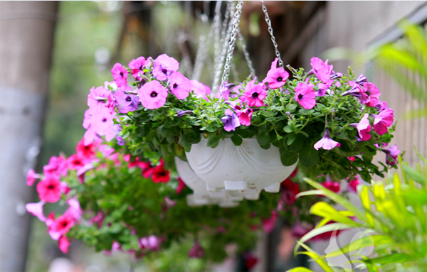 Dạ yến thảo: Dạ yến thảo thuộc loại cây thân thảo mềm mại. Tuy thân nhỏ nhưng sức sống của loại hoa này rất đáng nể. Cây không cần chăm sóc cầu kỳ, chỉ cần đặt ở nơi có nhiều ánh nắng, đất giàu dinh dưỡng, dễ thoát nước là có thể phát triển.