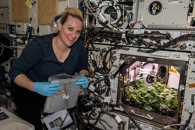 Người quản lý chương trình APH của NASA tại Trung tâm Vũ trụ Kennedy cho biết, cải củ khác với các loại rau xanh mà NASA đã trồng trên ISS trước đây.