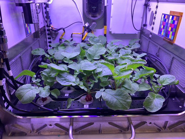 Thí nghiệm mang tên Plant Habitat-02 (PH-02) là dự án lần đầu tiên NASA trồng cải củ ở không gian ngoài Trái đất.