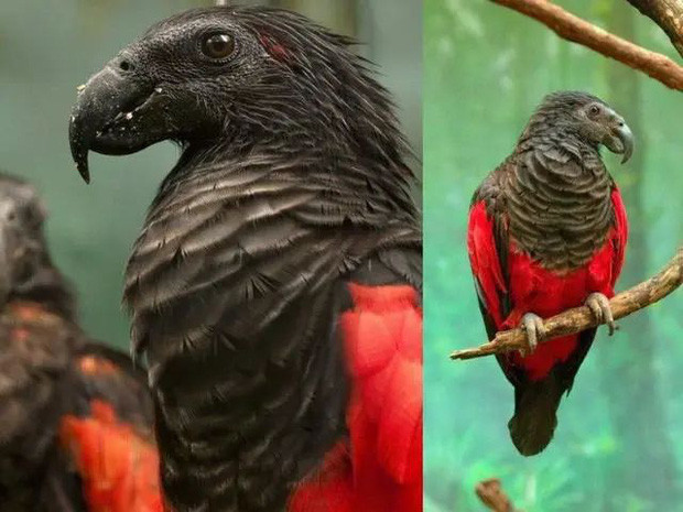 Vẹt Dracula sống và định cư ở vùng núi New Guinea, chiếc mỏ đen với bộ lông độc đáo màu xám than và hai bên cánh có màu đỏ thẫm như máu tươi của nó là điều đặc biệt nhất trong thế giới động vật.