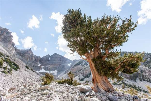 Sa mạc Great Basin ở Mỹ, nằm dọc các bang Nevada, California, Oregan, Idaho và Utah. Sa mạc này được tạo nên từ những lòng chảo (Basin) nhỏ. Đây là một sa mạc lạnh, nằm ở độ cao 3.962m, cho phép du khách có thể trải nghiệm tuyết rơi và thời tiết của các vùng núi vào những tháng mùa đông.